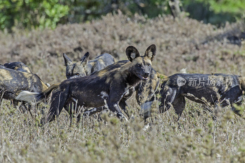野狗，Lycaon pictus，是一种原产于撒哈拉以南非洲的犬科动物。Ol Pejeta保护区，肯尼亚。